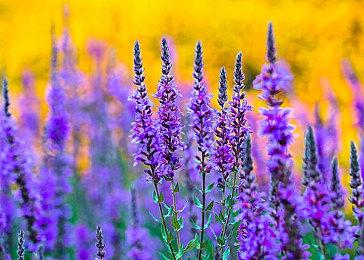 龙珠新作确认支持中文 官方译名《七龙珠：破界斗士》