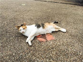 《怪物猎人 崛起》PS版容量曝光 1月18日开启预载